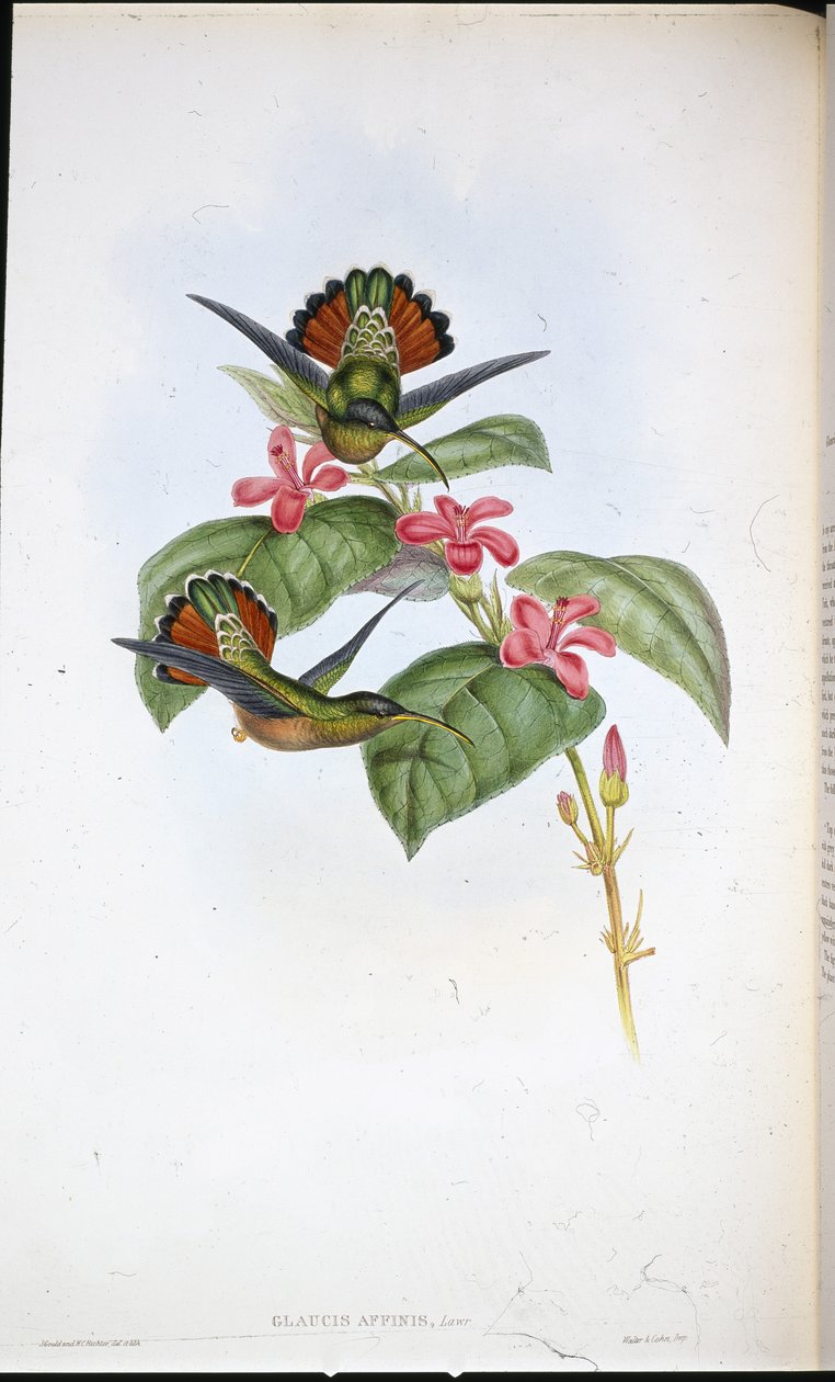 Allied Eremit (Glaucus affinis) (handfärgad litho) av John (after) Gould