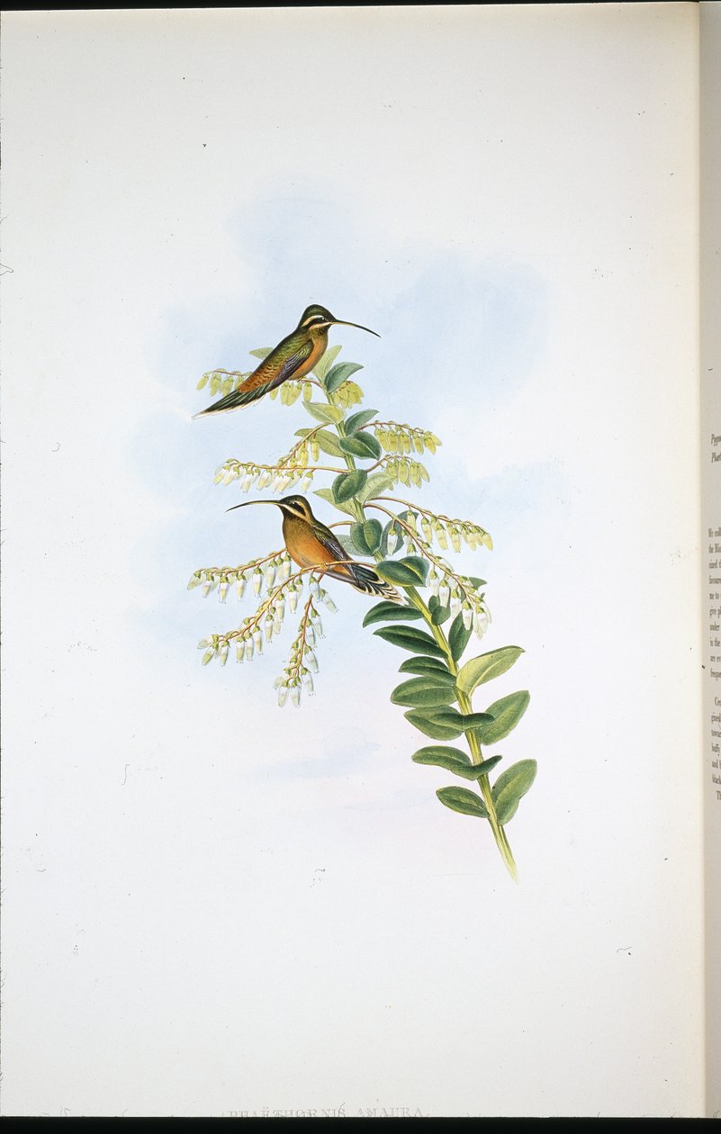 Amaura Eremit (Phaethornis Amaura) (handfärgad litho) av John (after) Gould