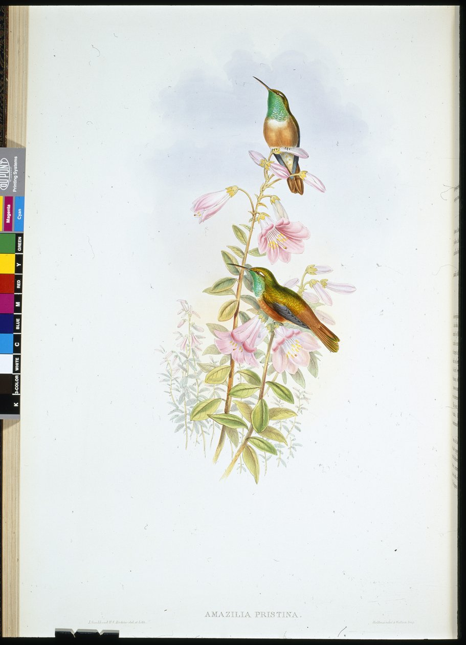 Amazili (Amazilia Pristina) (handfärgad litho) av John (after) Gould