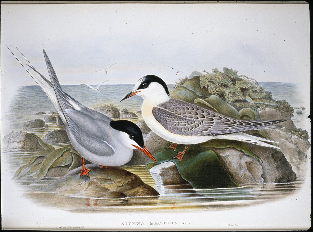 Tärna (Sterna Macrura) (handfärgad litho) av John (after) Gould