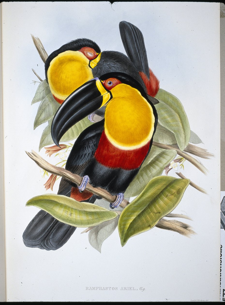 Ariel Toucan (Ramphastos Ariel) (handfärgad litho) av John (after) Gould