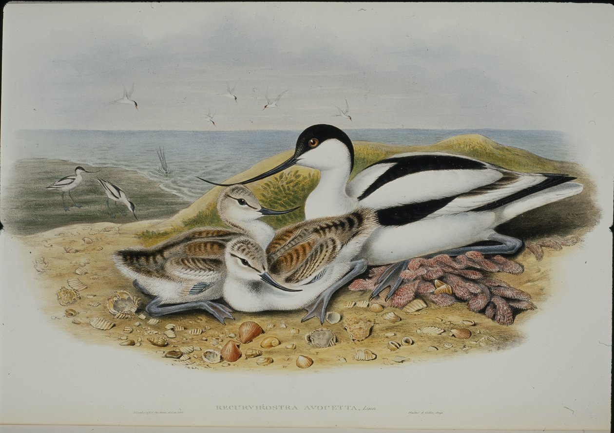 Avocet (Recurvirostra Avocetta) (handfärgad litho) av John (after) Gould
