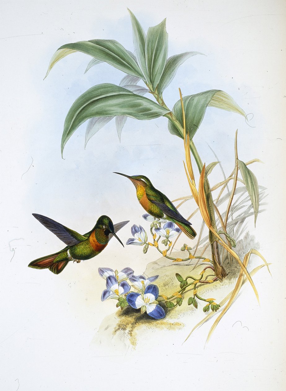 Bandad rubin (Clytolaema Aurescens) (handfärgad litho) av John (after) Gould