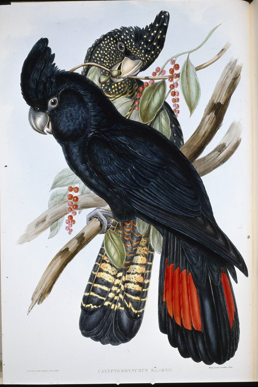 Banksian kakadua (Calyptorhynchus Banksii) (handfärgad litho) av John (after) Gould
