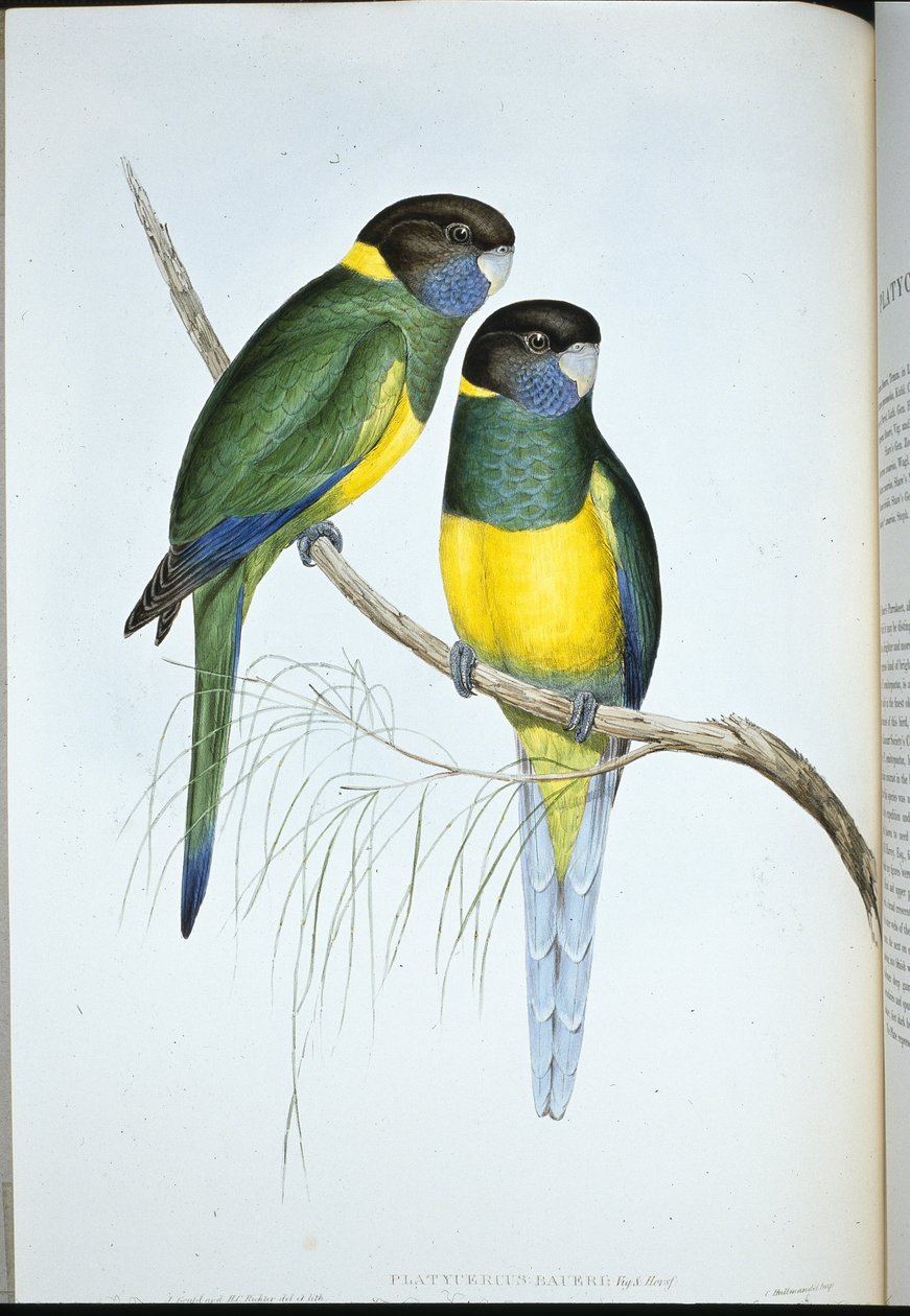 Bauers parakit (Platycercus Baueri) (handfärgad litho) av John (after) Gould