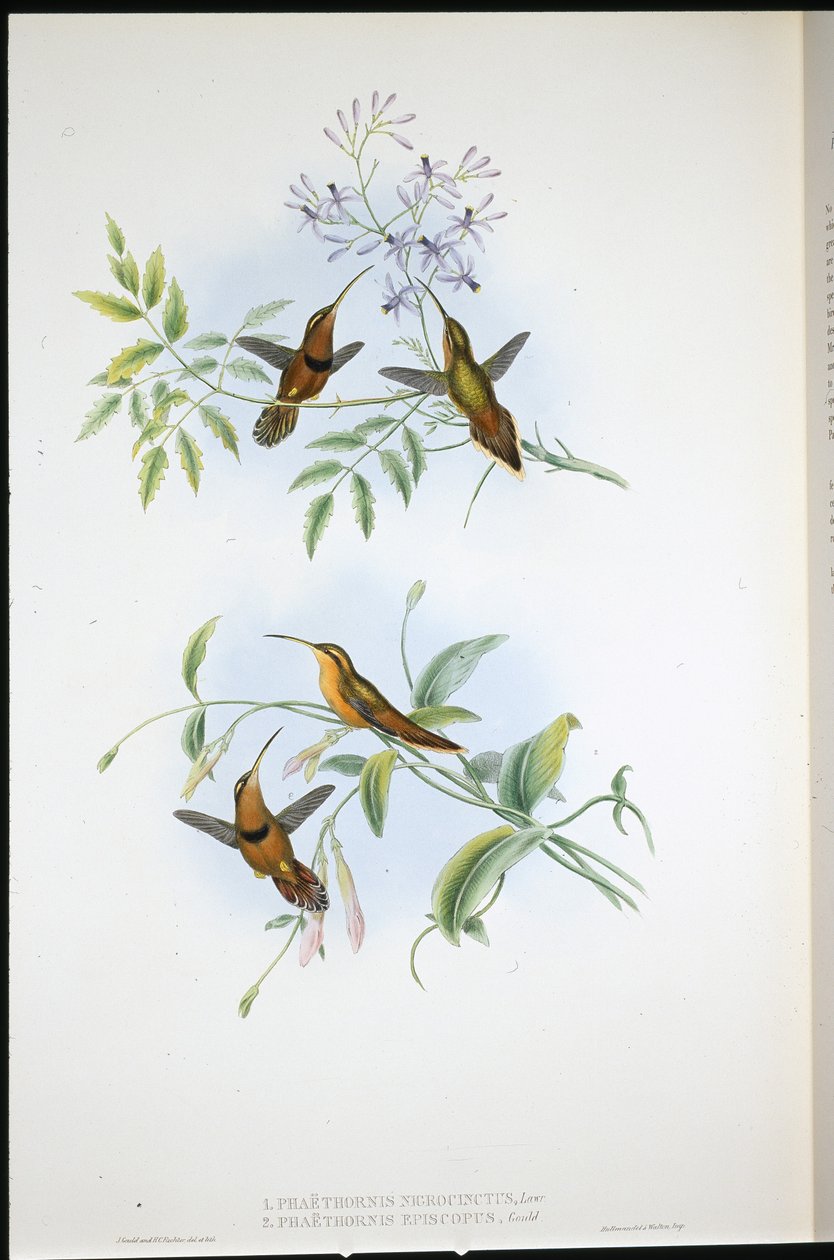 Eremit med bälte (Phaethornis Nigrocinctus) och biskopseremit (Phaethornis Episcopus) (handfärgad litho) av John (after) Gould