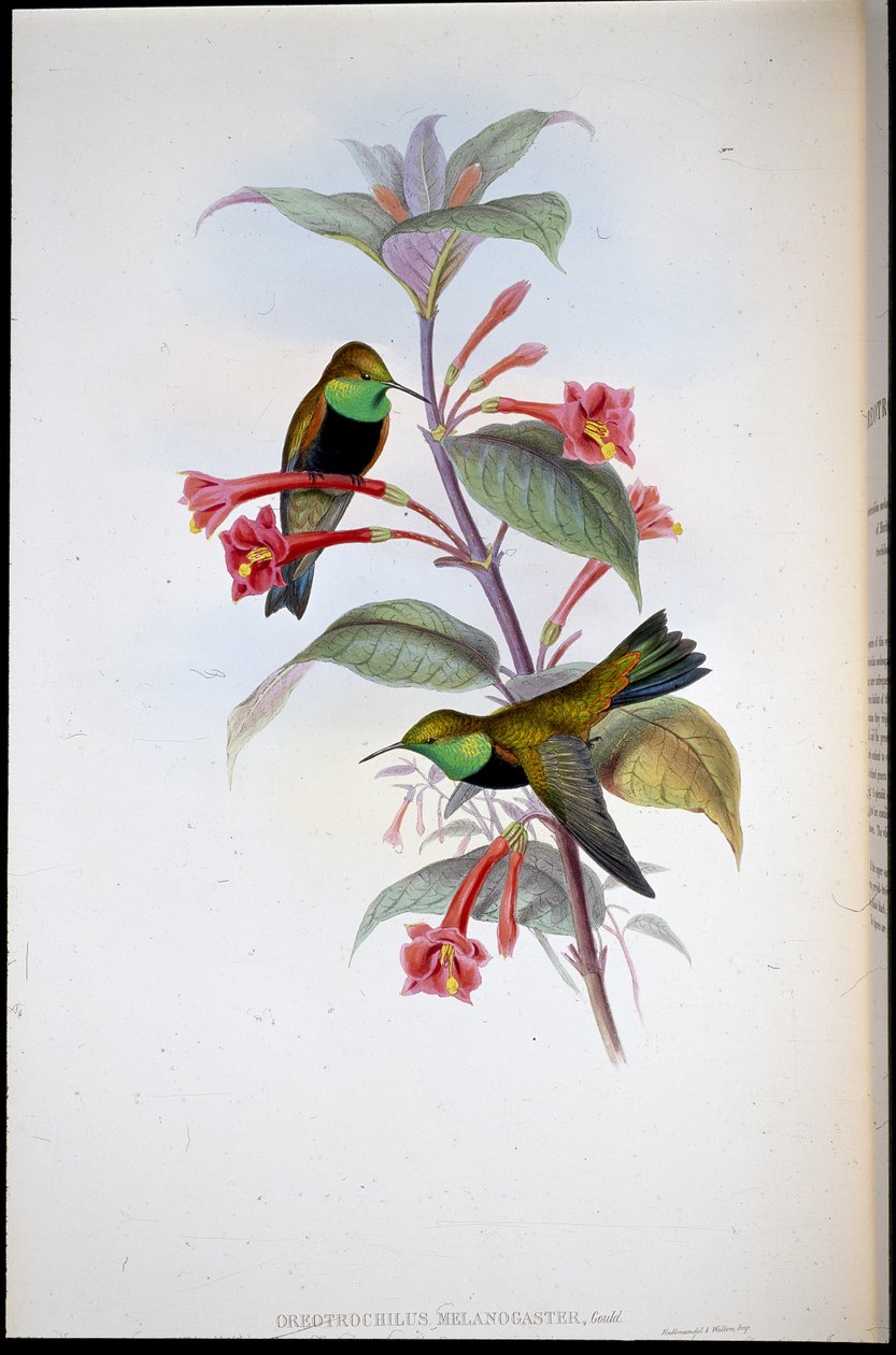 Black-breasted Hill Star (Oreotrochilus Melanogaster) (handfärgad litho) av John (after) Gould