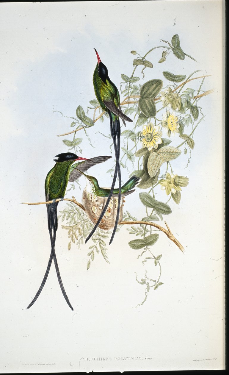 Svarthuvad kolibri (Trochilus polytmus) (handfärgad litho) av John (after) Gould
