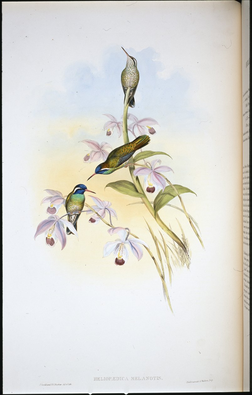 Svartörad kolibri (Heliopaedica Melanotis) (handfärgad litho) av John (after) Gould