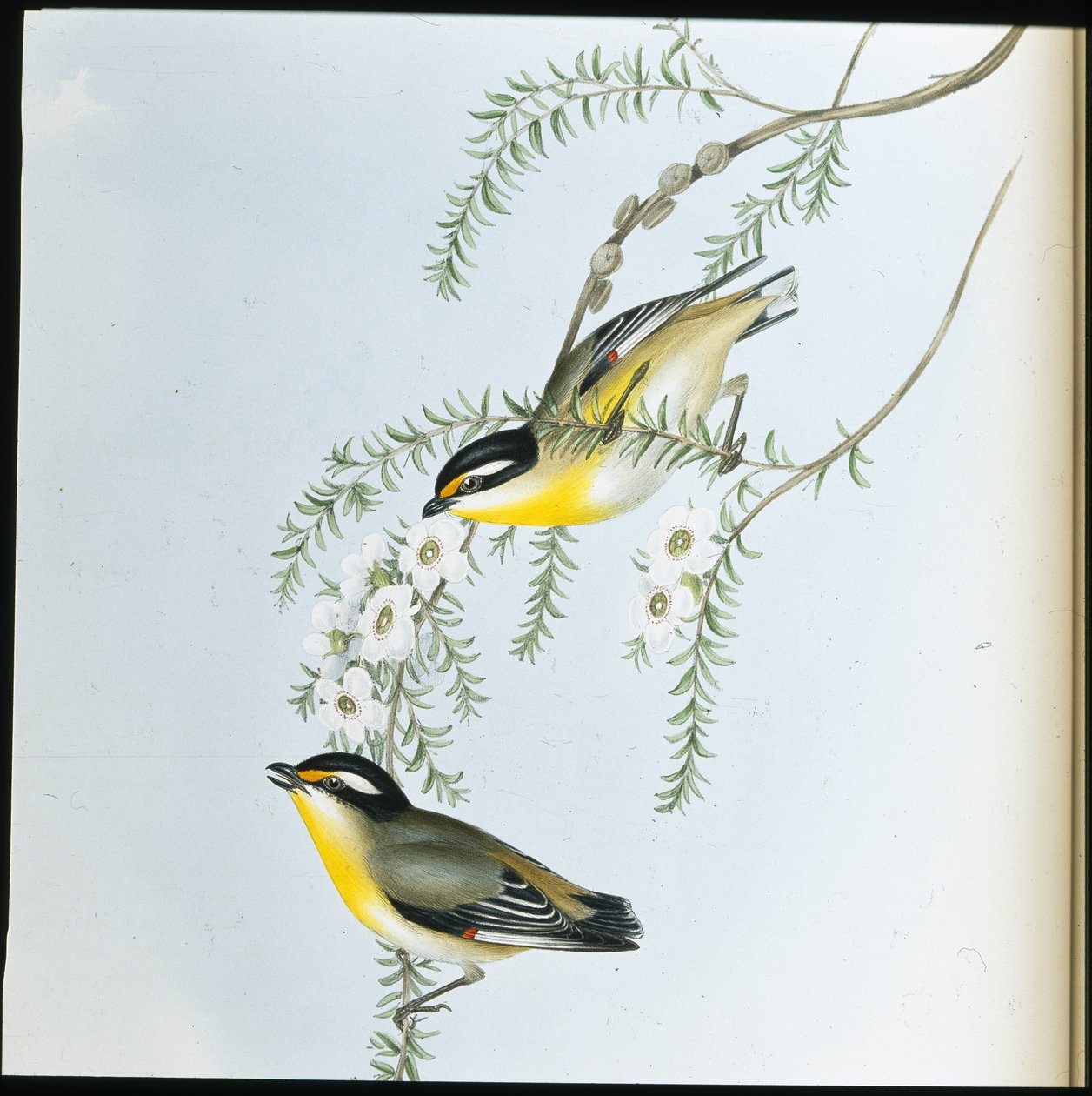 Svarthuvad pardalote (Pardalotus Melanocephalus) (handfärgad litho) av John (after) Gould