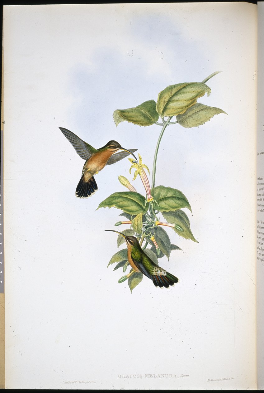 Svartsvanseremit (Glaucis Melanura) (handfärgad litho) av John (after) Gould