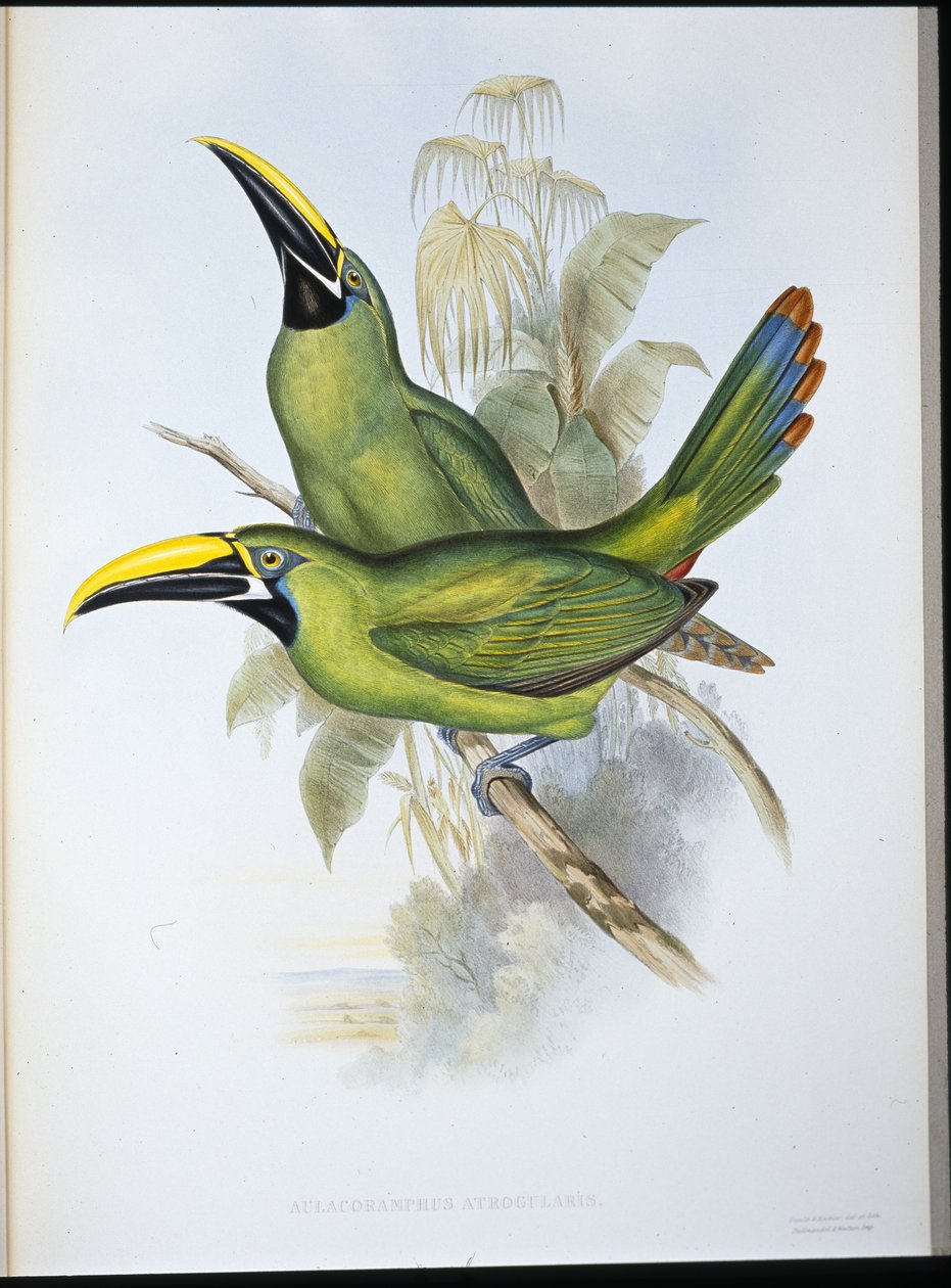 Toucan med svart näbb (Aulacoramphus Atrogularis) (handfärgad litho) av John (after) Gould