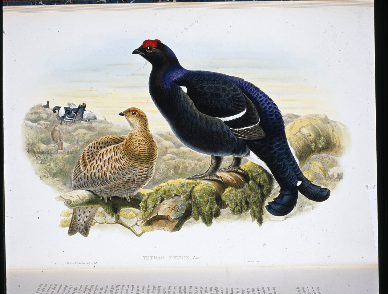 Orra (Tetrao Tetrix) (handfärgad litho) av John (after) Gould
