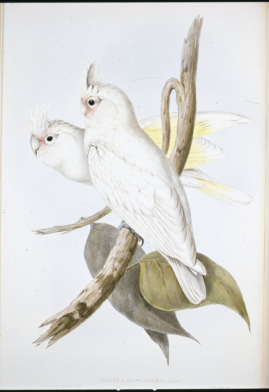 Blodfärgad kakadua (Cacatua Sanguinea) (handfärgad litho) av John (after) Gould