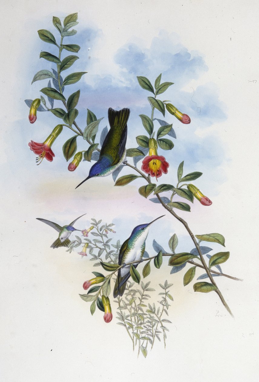 Blåhalsad Azurkrona (Cyanomyia Cyanocollis) (handfärgad litho) av John (after) Gould