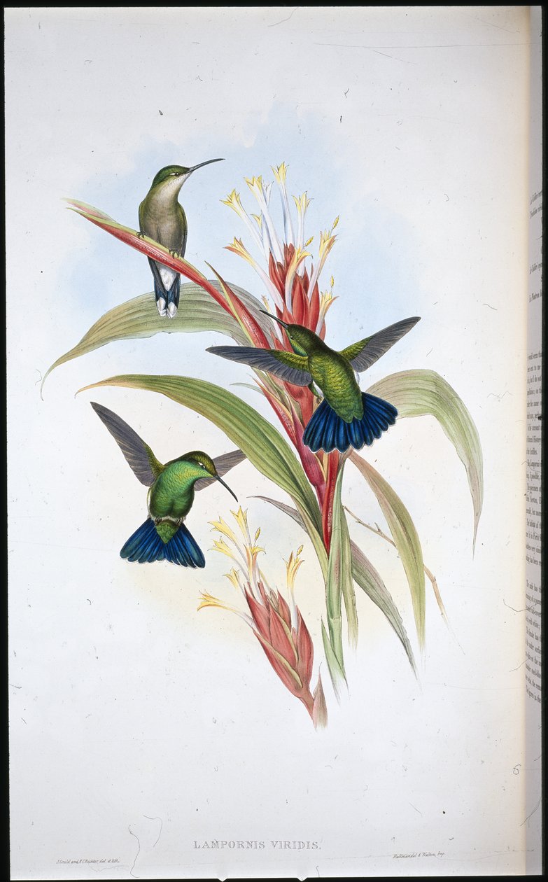 Blåstjärtad mangokolibri (Lampornis Viridis) (handfärgad litho) av John (after) Gould