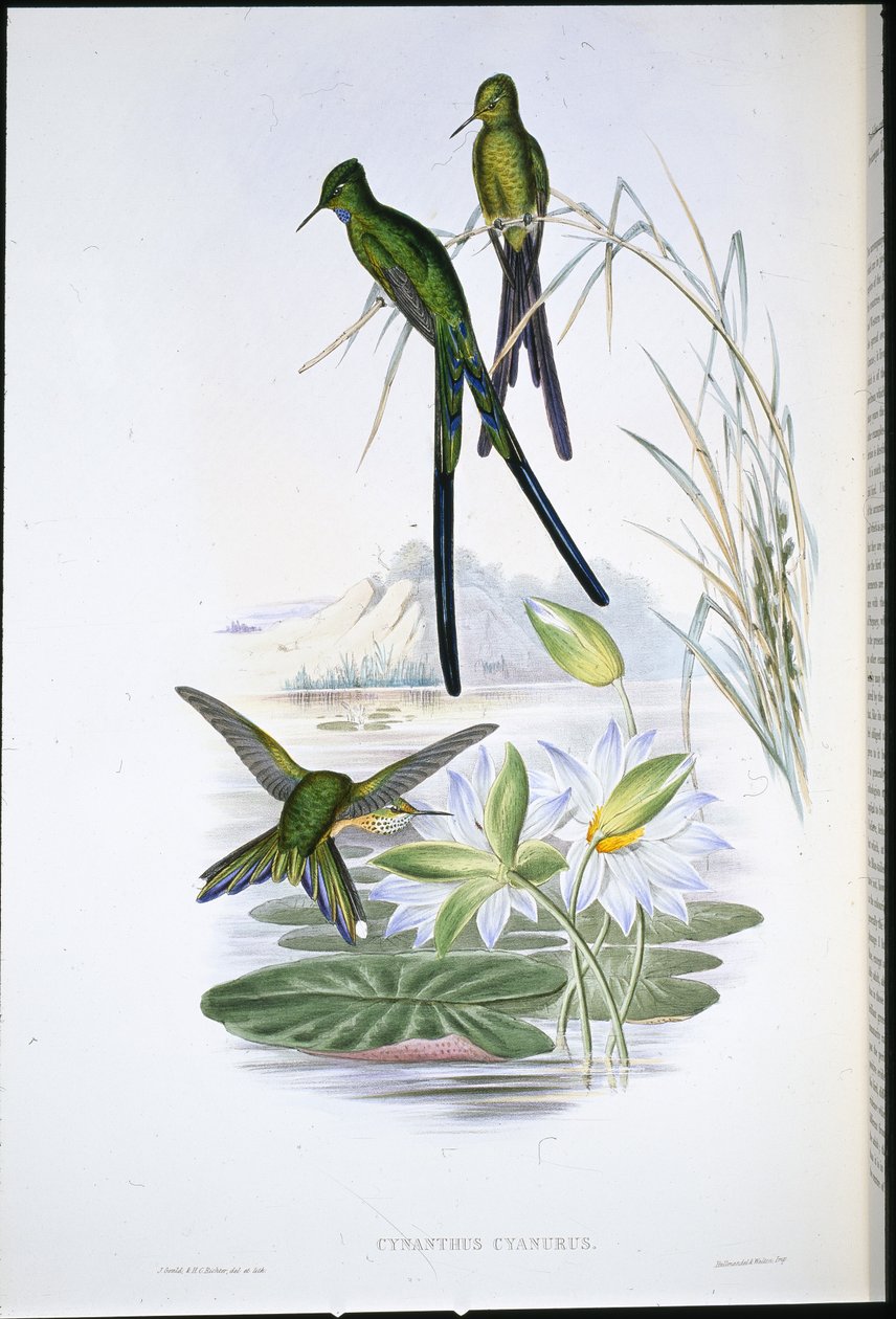 Blåstjärtad sylf (Cynanthus Cyanurus) (handfärgad litho) av John (after) Gould