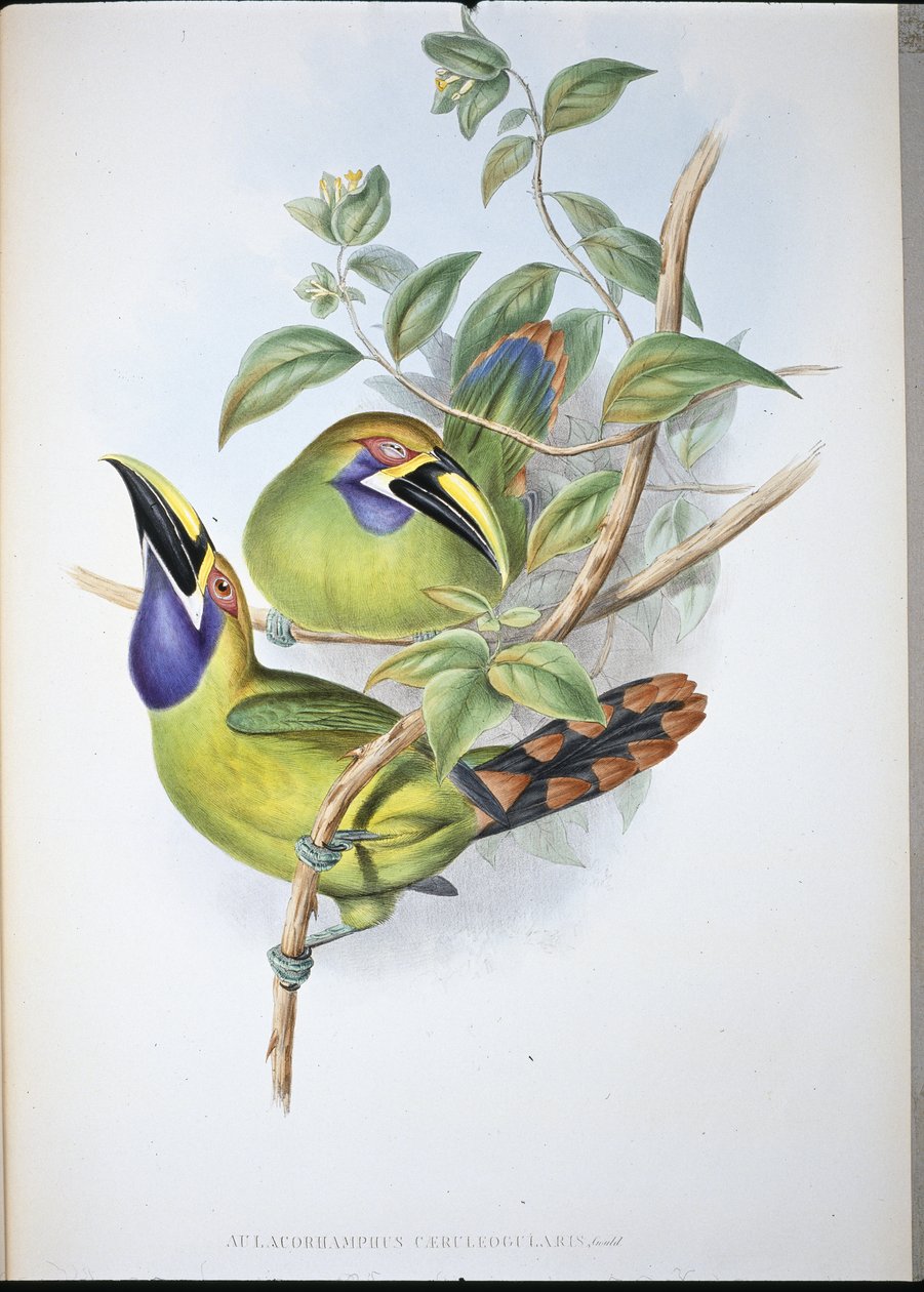 Blåstrupig näbbtukan (Aulacoramphus Caeruleogularis) (handfärgad litho) av John (after) Gould
