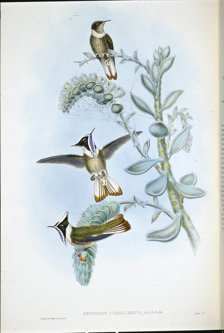 Blåstrupad Hlemte Crest (Oxypogon Cyanolaemus) (handfärgad litho) av John (after) Gould