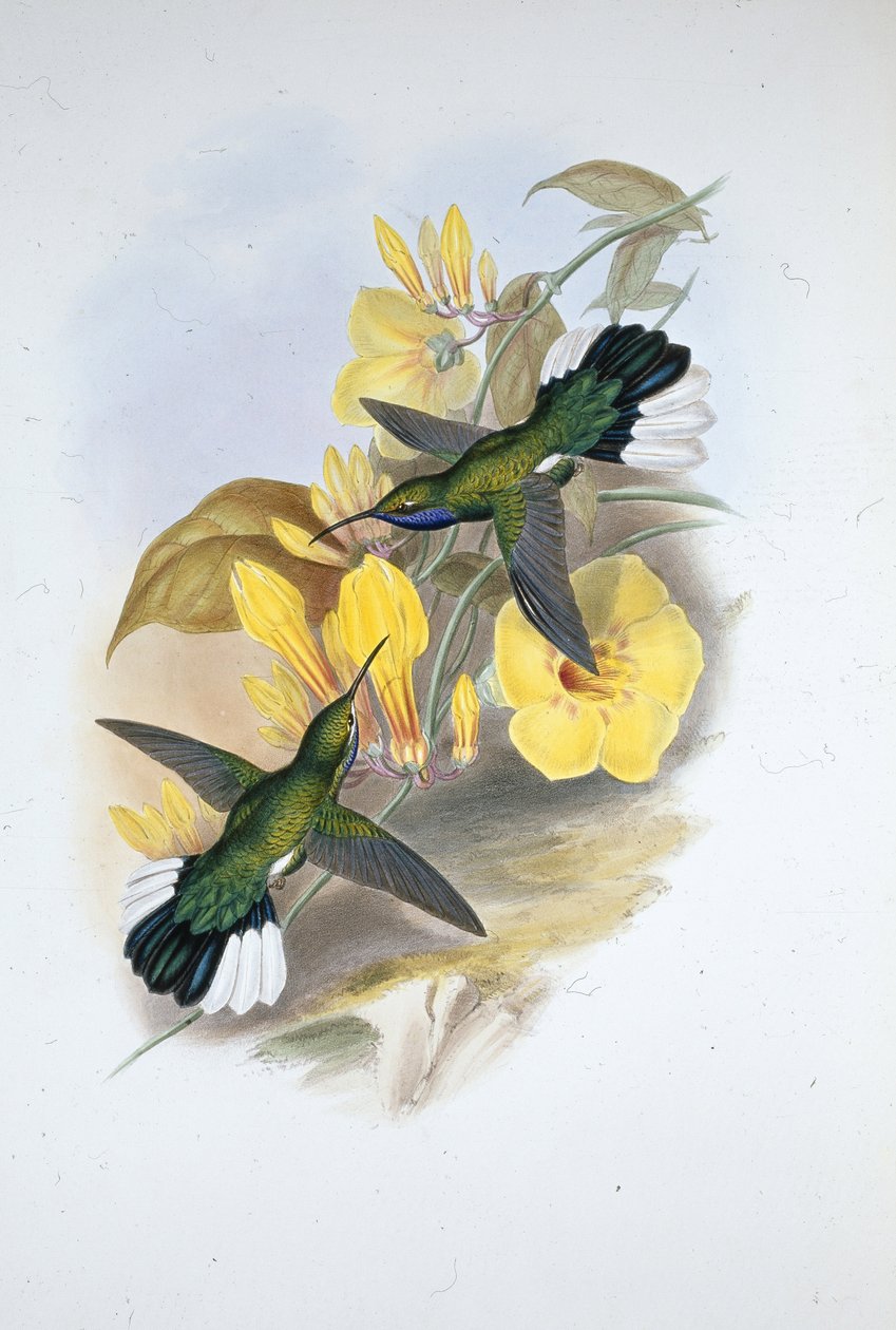 Blåstrupad sabelvinge (Campylopterus Ensipennis) (handfärgad litho) av John (after) Gould