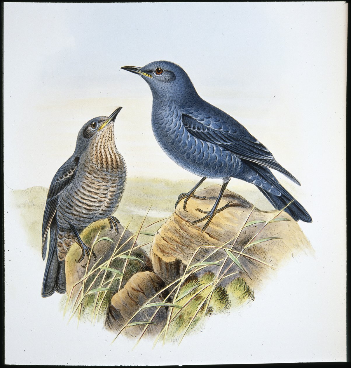 Blue Rock Thrush (Petrocossyphus Cyanus) (handfärgad litho) av John (after) Gould