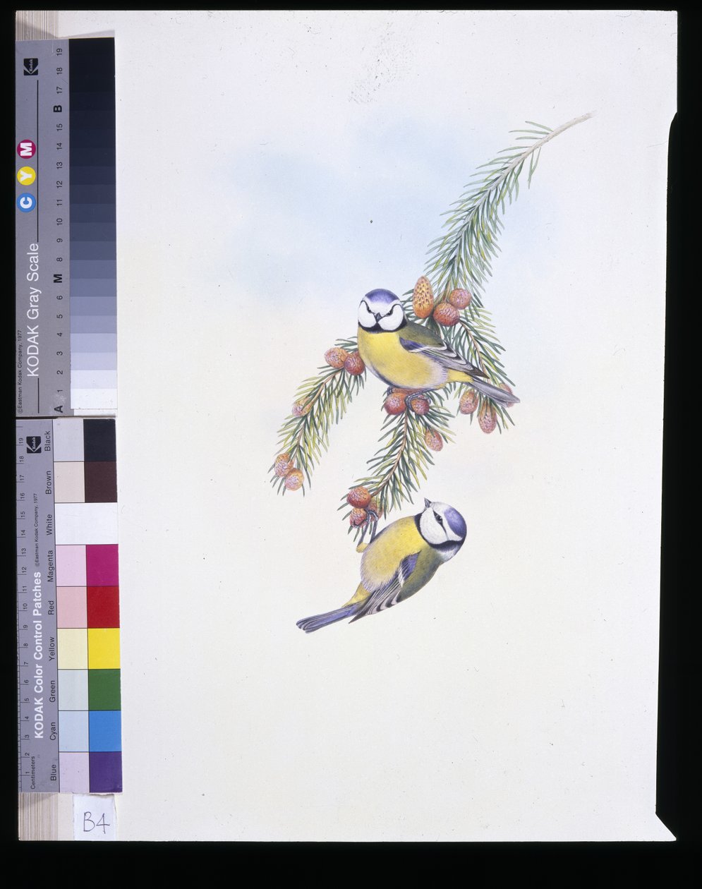 Blåmes (Parus Caeruleus) (handfärgad litho) av John (after) Gould