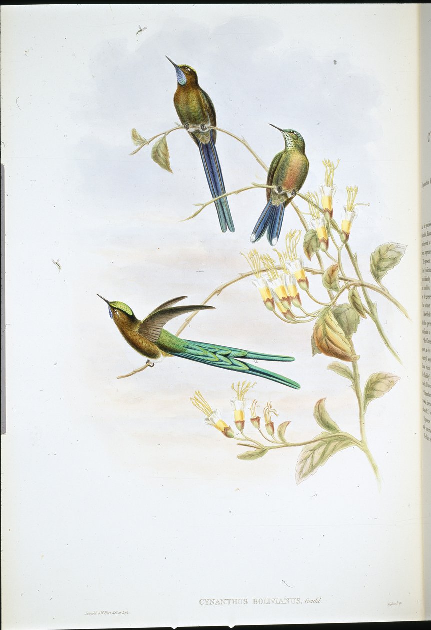 Boliviansk sylf (Cynanthus Bolivianus) (handfärgad litho) av John (after) Gould