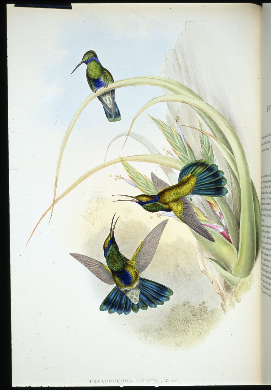 Bolivianskt violöra (Petasophora Iolata) (handfärgad litho) av John (after) Gould