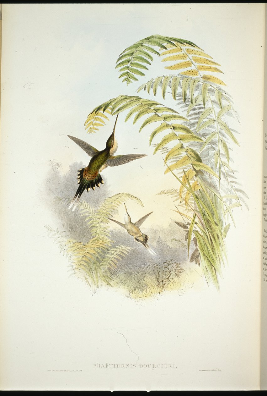 Bourciers eremit (Phaethornis Bourcieri) (handfärgad litho) av John (after) Gould