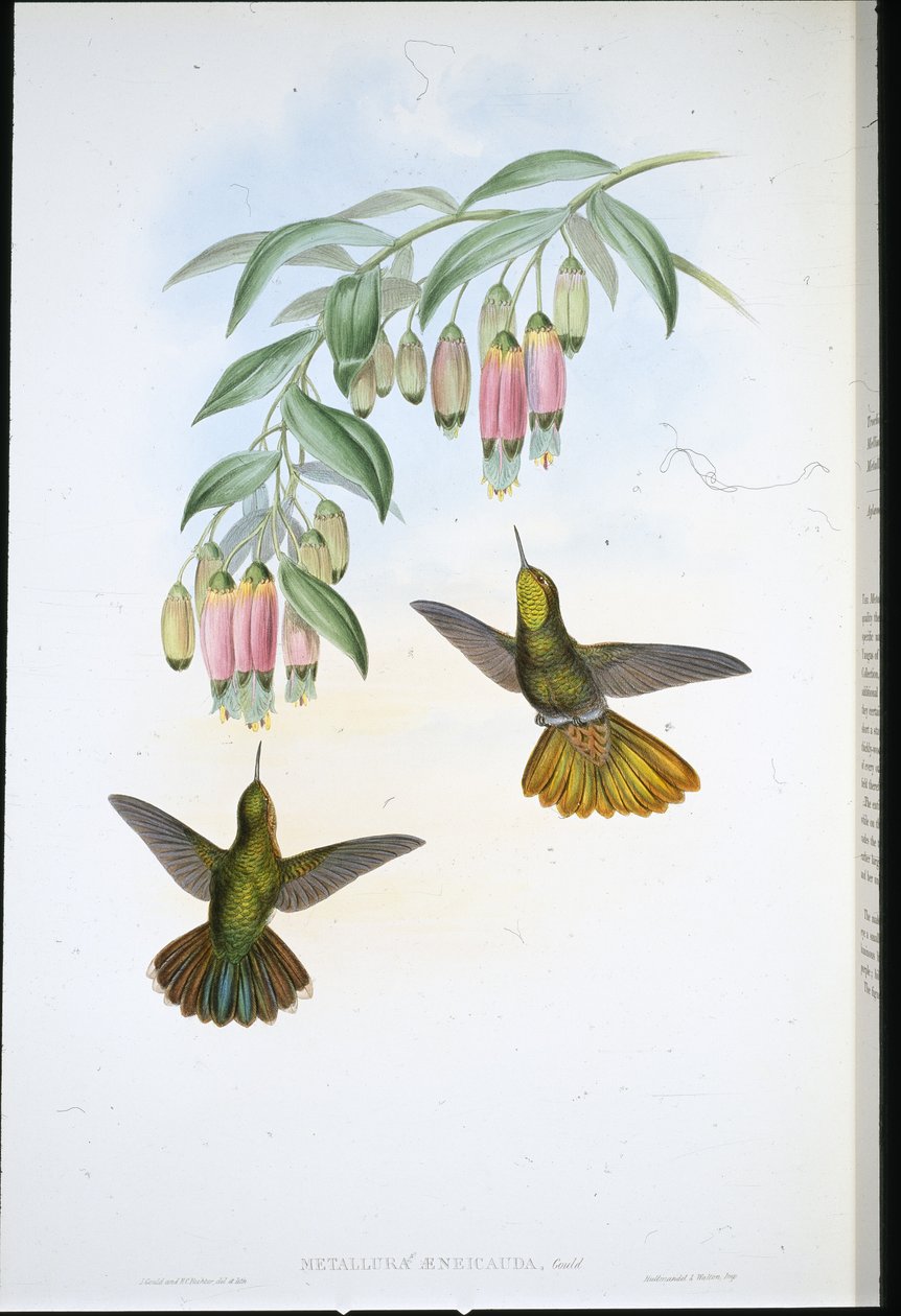Brassy Tail (Metallura Aeneicauda) (handfärgad litho) av John (after) Gould