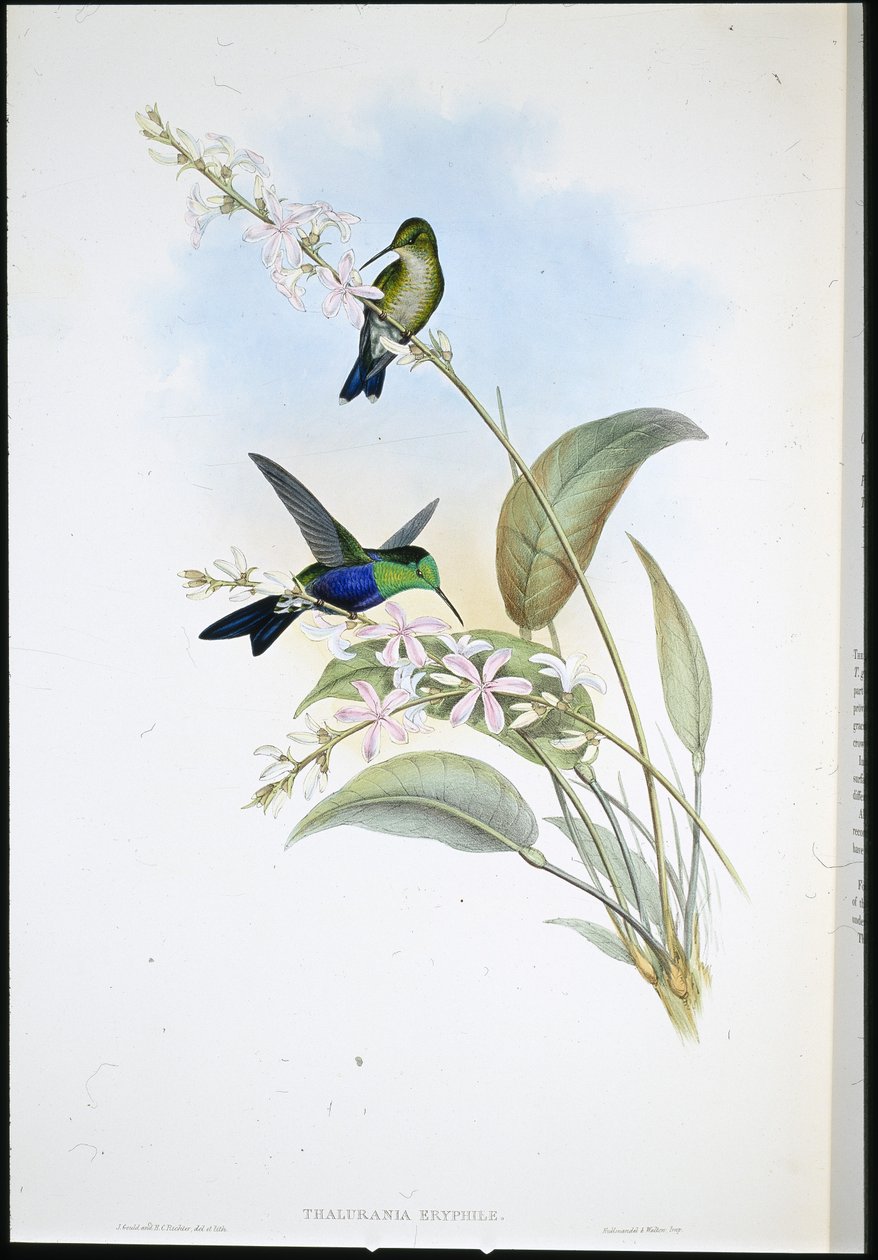 Brasilianska panopliter (Thalurania Eryphile) (handfärgad litho) av John (after) Gould