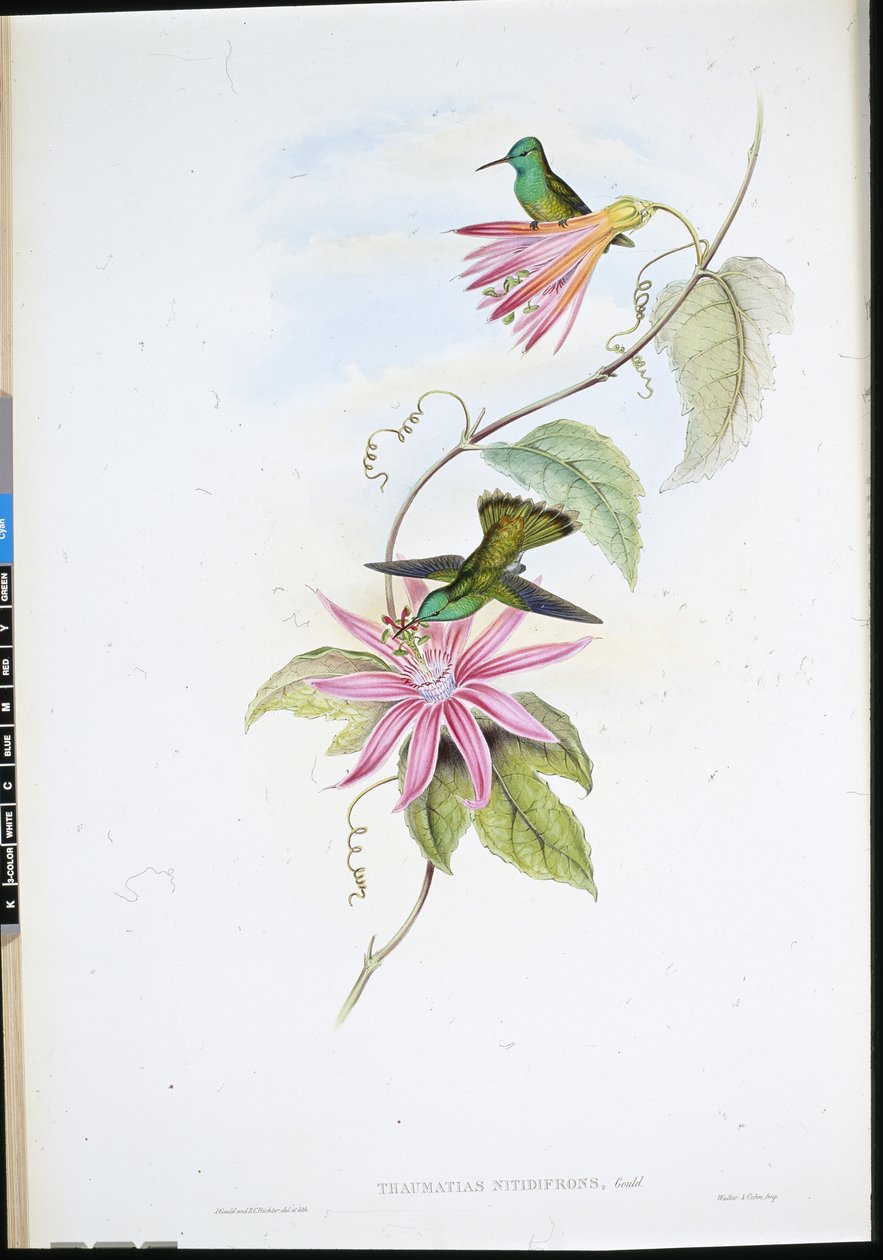 Smaragd med briljant front (Thaumatias Nitidifrons) (handfärgad litho) av John (after) Gould
