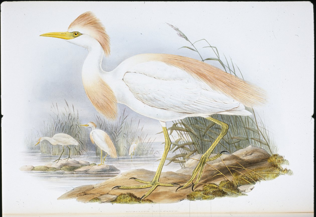 Buff-backed Heron (Bubulcus Rassatus) (handfärgad litho) av John (after) Gould