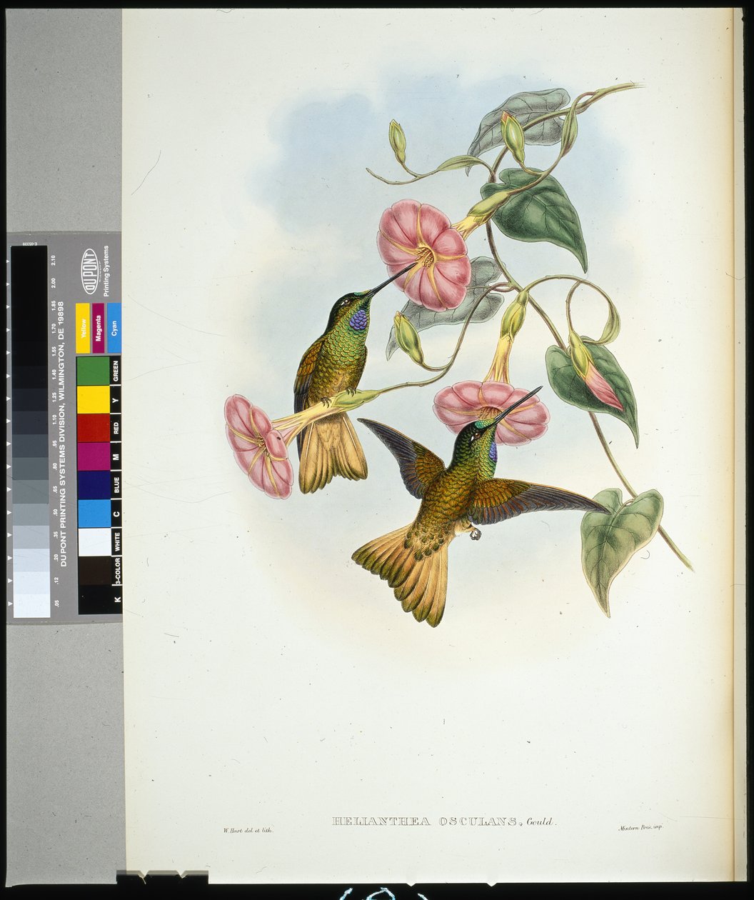 Buff-tailed Star-frontlet (helianthea osculans) (handfärgad litho) av John (after) Gould