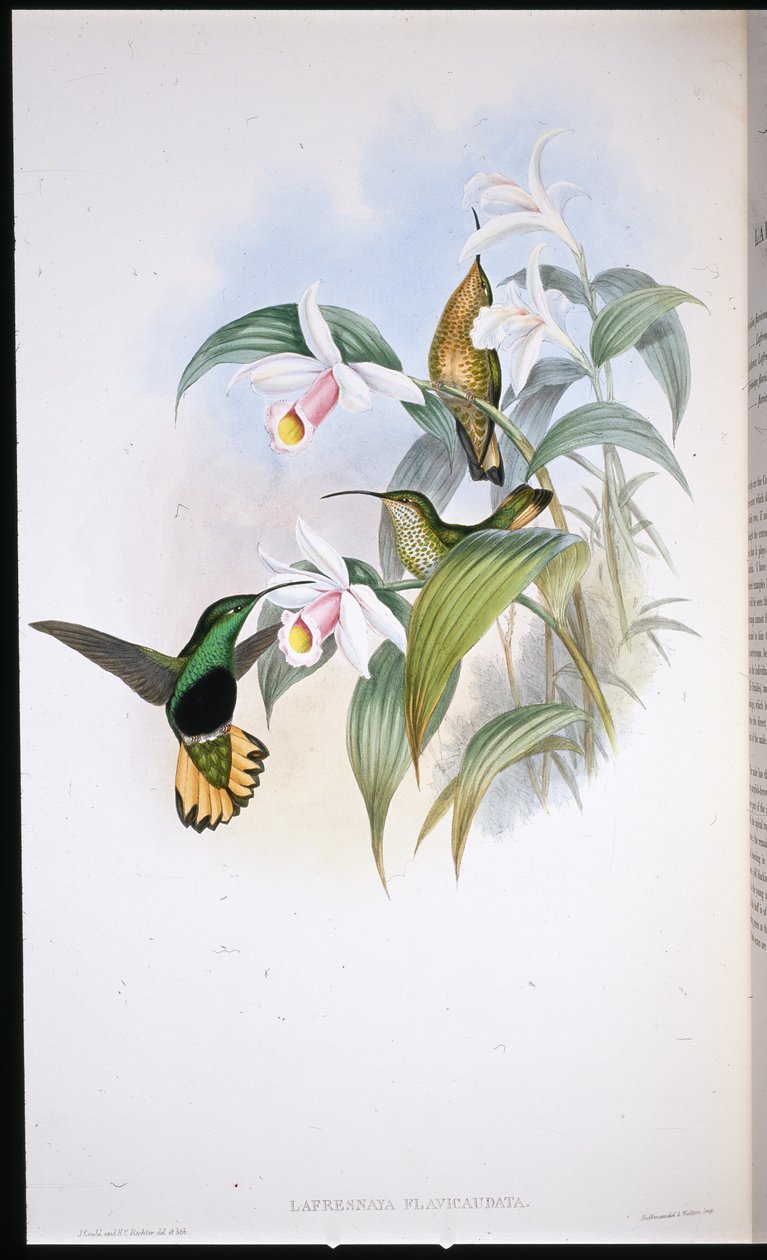 Buff-tailed sammetsbröst (Lafresnaya Flavicaudata) (handfärgad litho) av John (after) Gould
