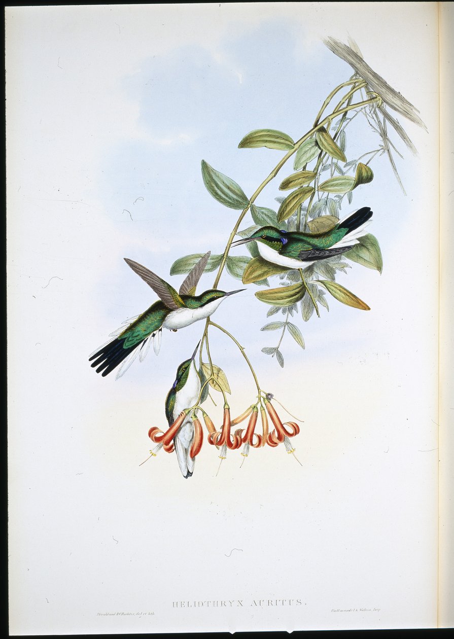 Cayenne Fairy (Heliothryx Auritus) (handfärgad litho) av John (after) Gould