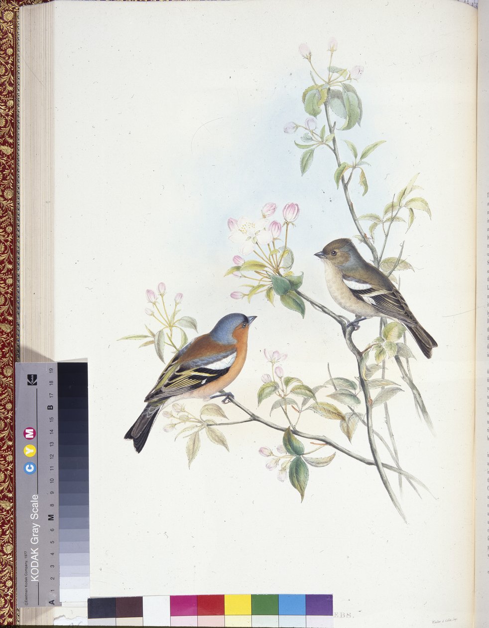 Bofink (Fringilla Caelebs) (handfärgade medlemmar) av John (after) Gould