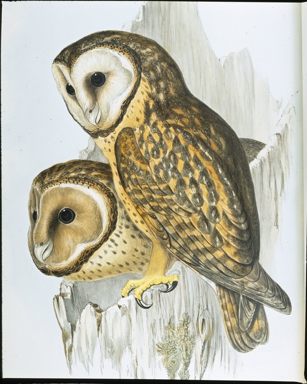 Kastanjebrun uggla (Strix Castanops) (handfärgad litho) av John (after) Gould