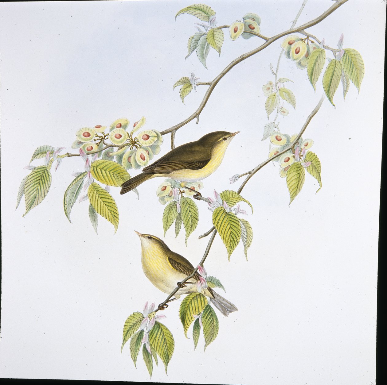 Chiff-Chaff (Phyllopneuste Rufa) (handfärgad litho) av John (after) Gould