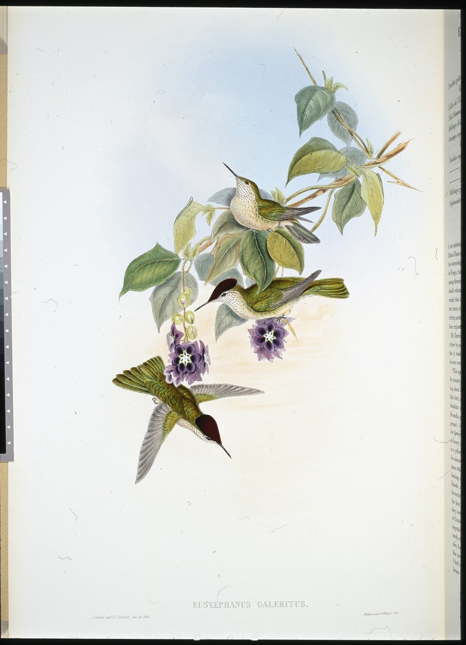 Chilensk eldkrona (Eustephanus Galeritus) (handfärgad litho) av John (after) Gould