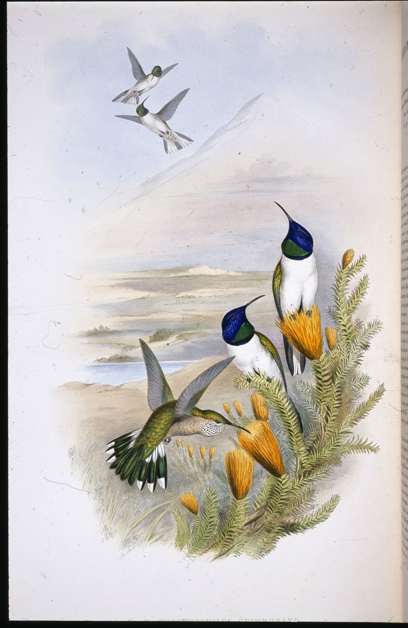 Chimobrazian Hill-Star (Oreotrochilus Chimborazo) (handfärgad litho) av John (after) Gould