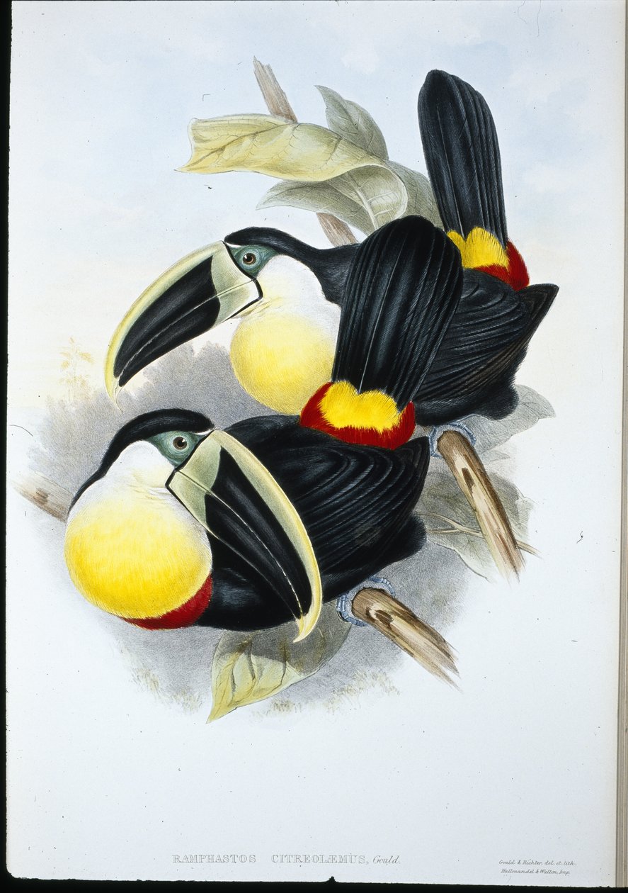 Citronbröstad tukan (Ramphastos Citreolaemus) (handfärgad litho) av John (after) Gould
