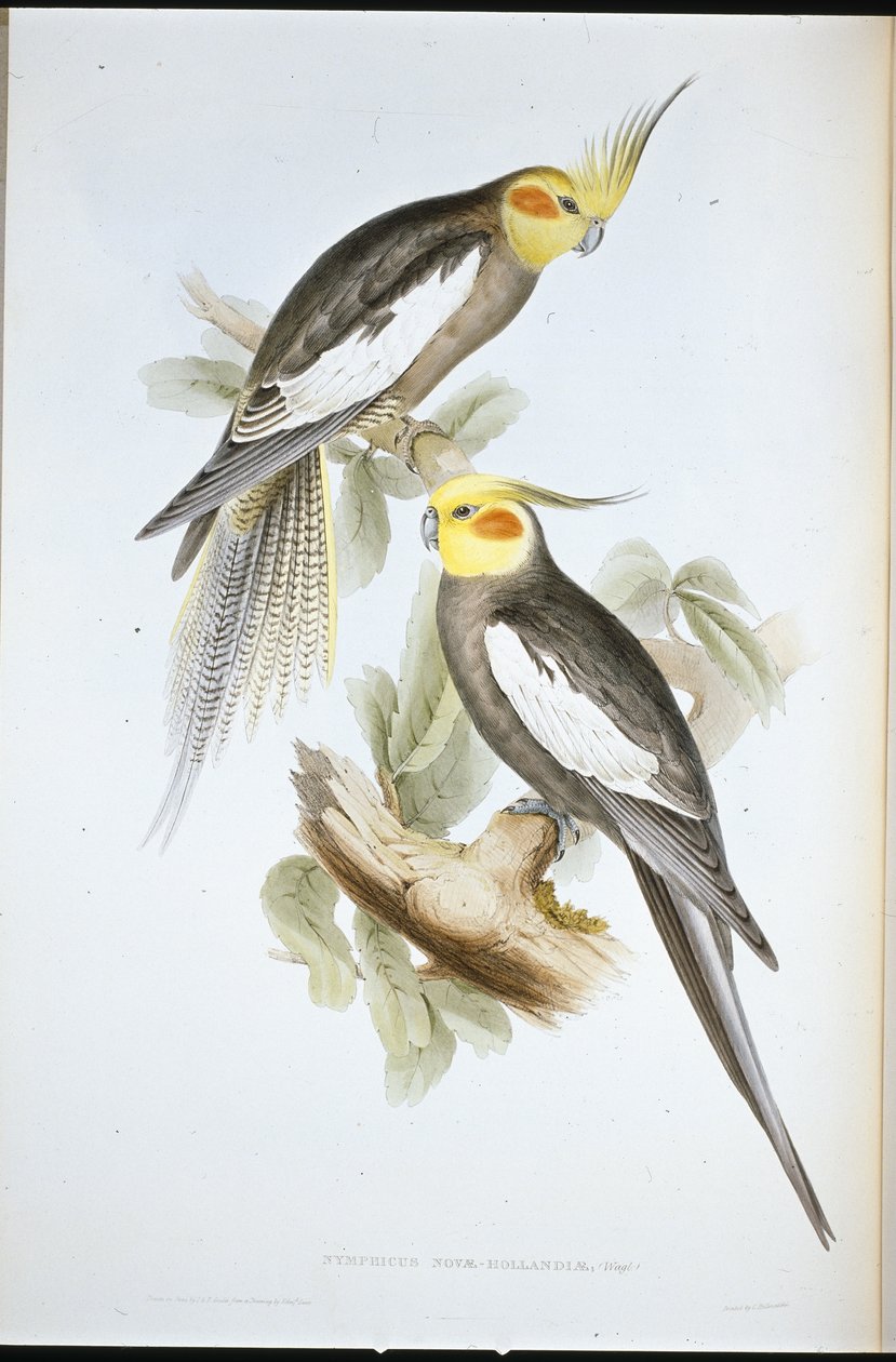 Kakaduaparakit (New Holland Nymph) (handfärgad litho) av John (after) Gould