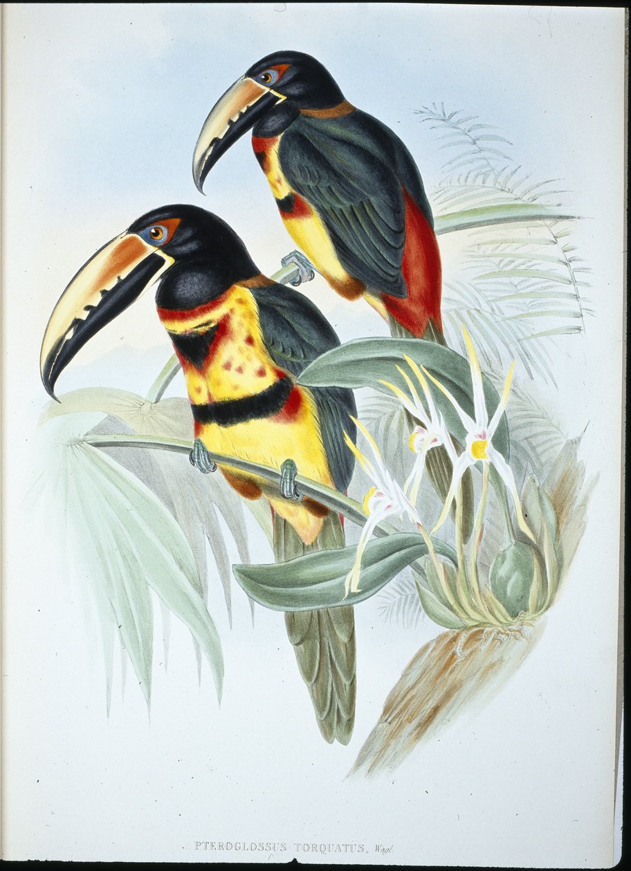 Collared AracariI (Pteroglossus Torquatus) (handfärgad litho) av John (after) Gould