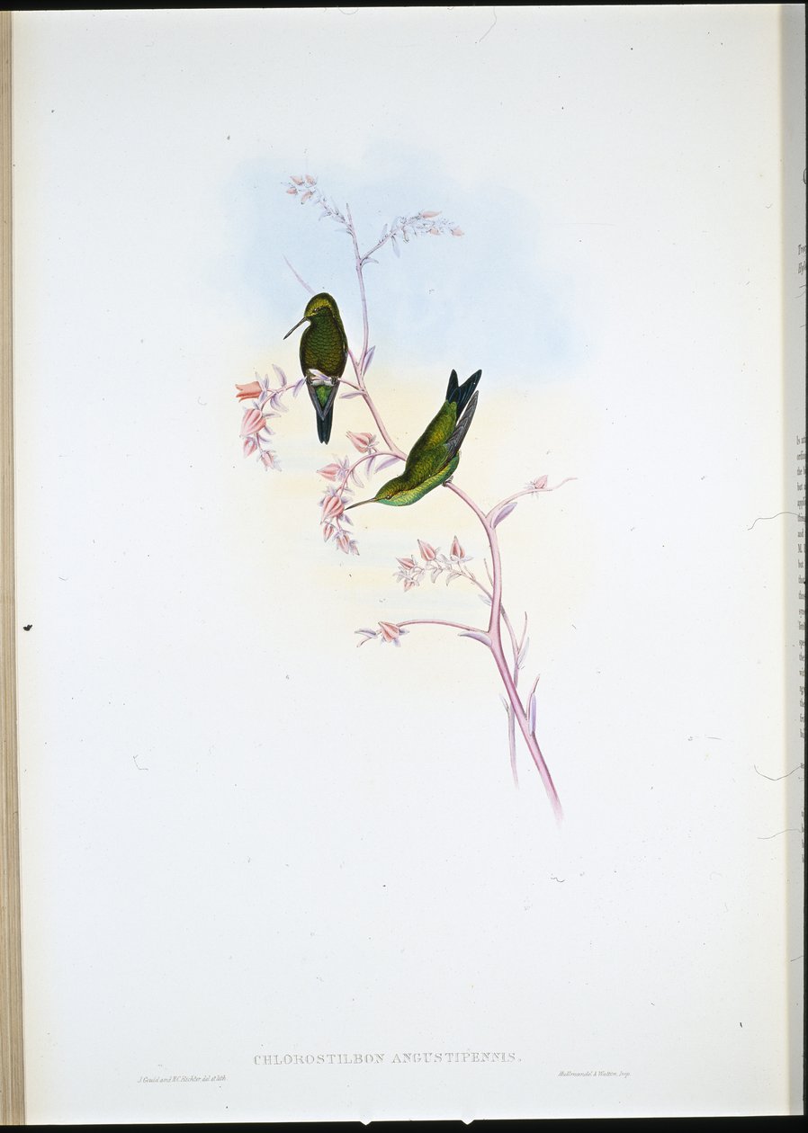 Columbian Emerald (Chlorostilbon Angustipennis) (handkolorerad litho) av John (after) Gould