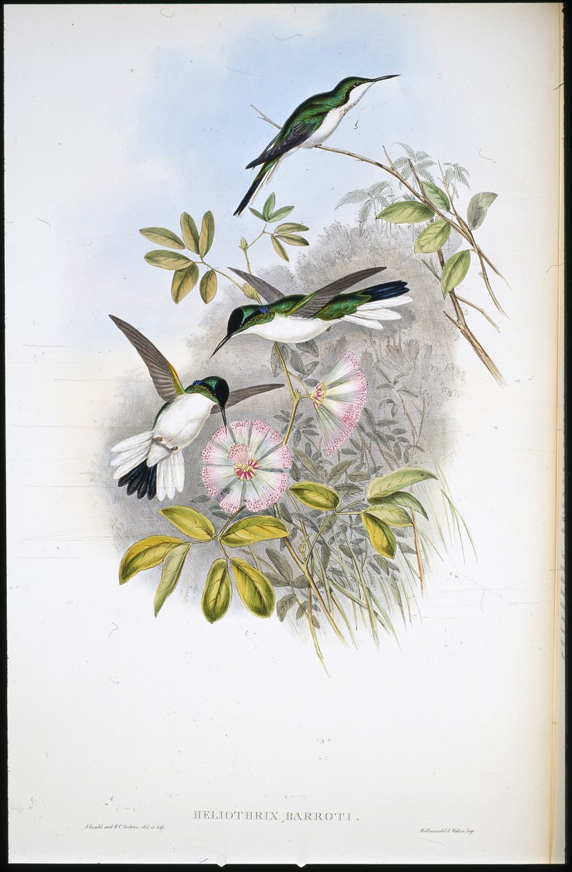Columbian Fairy (Heliothrix Barroti) (handfärgad litho) av John (after) Gould