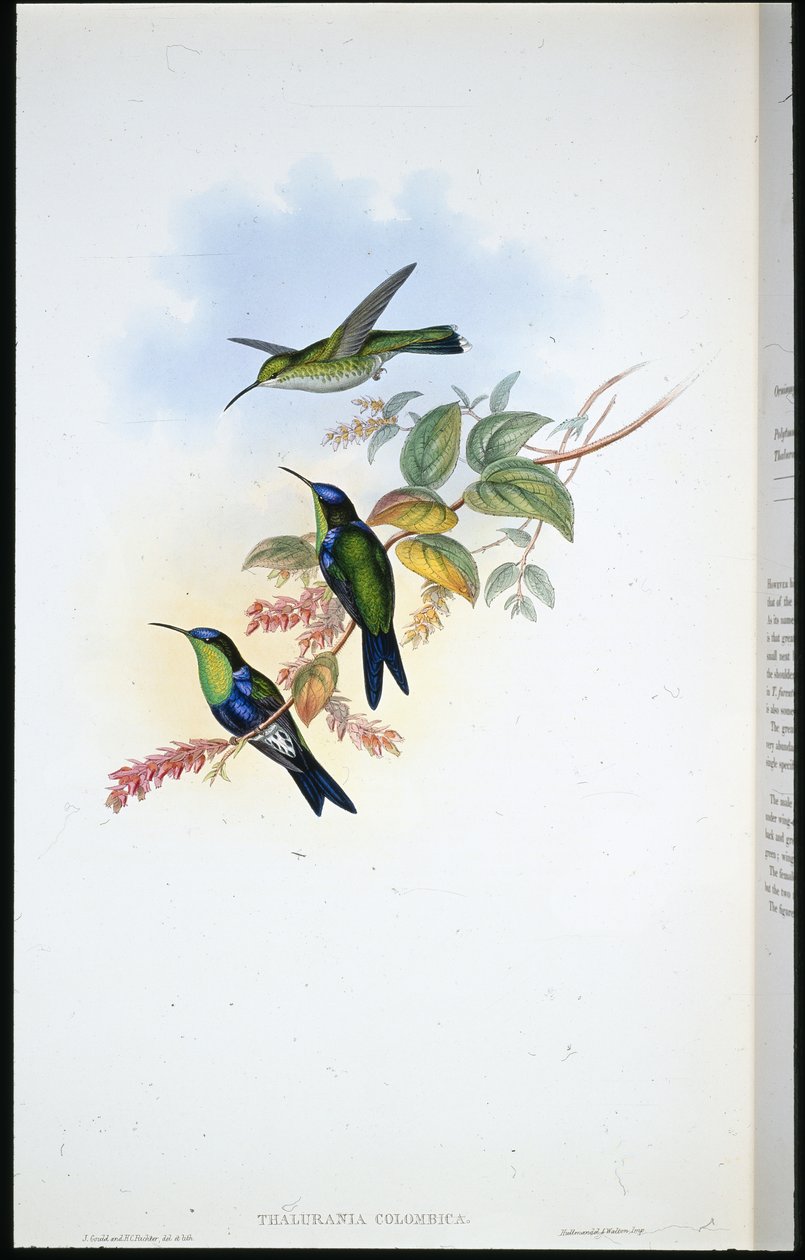 Columbian Panoplites / Coulmbian Wood-nymph (Thalurania Colombica) (handfärgad litho) av John (after) Gould