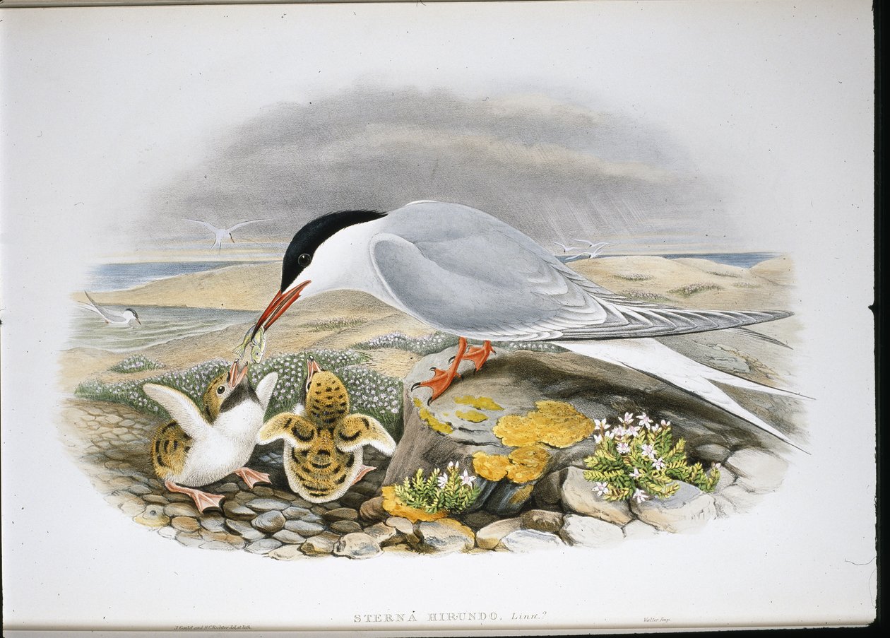 Tärna (Stera Hirundo) (handfärgad litho) av John (after) Gould