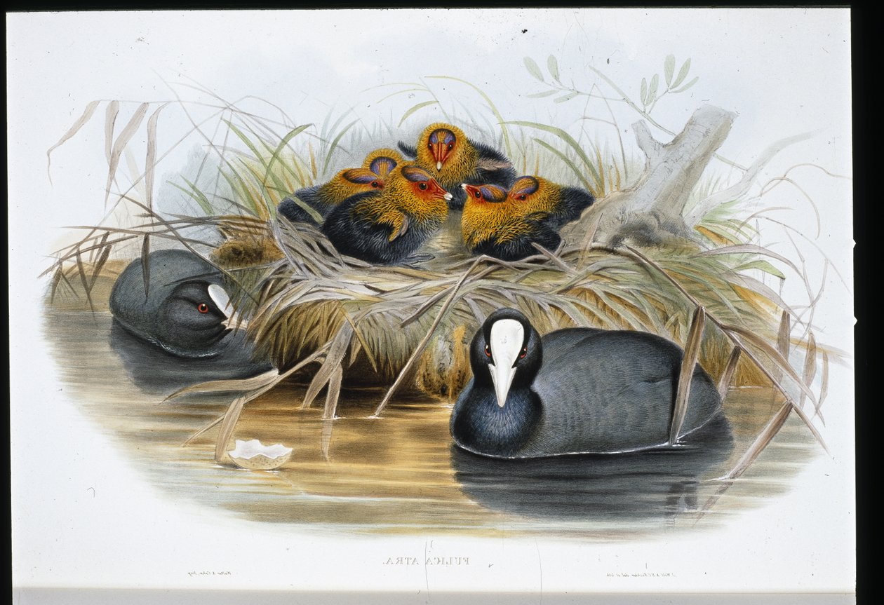 Sothöna (Fulica Atra) (handfärgad litho) av John (after) Gould