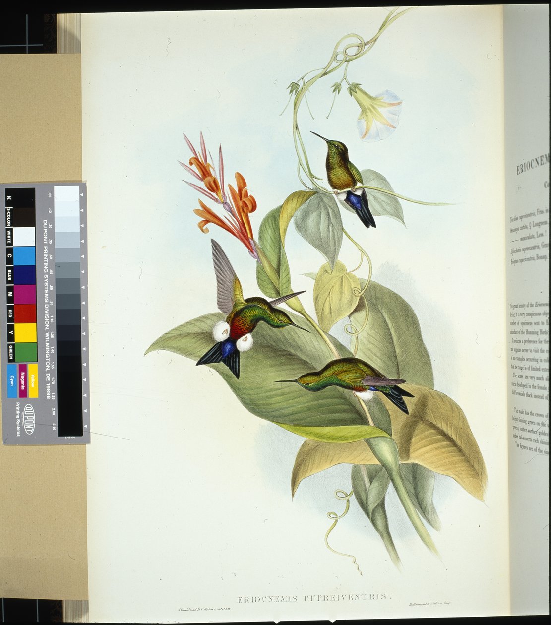 Kopparmagad Puff Leg (eriocnemis cupreiventris) (handfärgad litho) av John (after) Gould